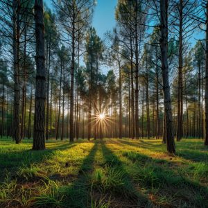 Venta campo Forestal XXXXX full