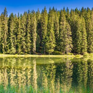 Venta campo Forestal XXXXX full