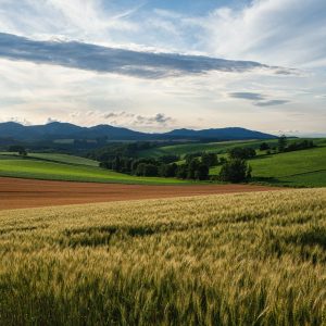 Venta campo agrícola XXX full